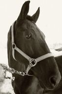 Portrait of the beautiful and cute brown horse