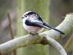 long tailed tit sits on a branch at the edge of the forest