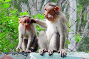 monkeys as the inhabitants of the city of Chitradurg