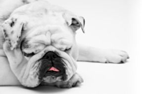 beautiful and amazing Bulldog Sleeping