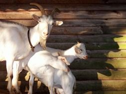 family of bearded goats on a farm