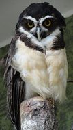 unusual spectacled owl in the wild
