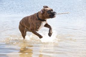 dog playing with stick in the water