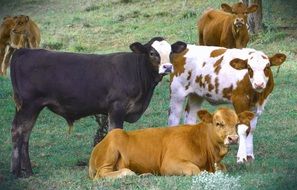 colorful cows in a pasture