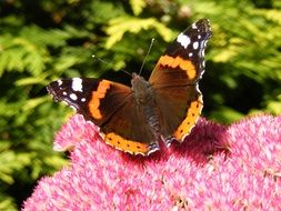 beautiful and amazing Butterfly Insect