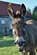 beautiful and cute Donkey