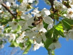 cherry blossom tree on blue sky background