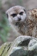 adorable meerkat in the zoo