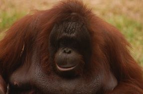 Orang utan in a jungle