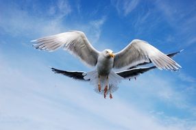 foraging seagulls