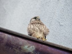 young fluffy falcon