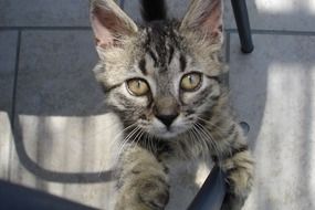 Begging mackerel Cat, top view
