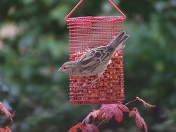 feeding of sparrow