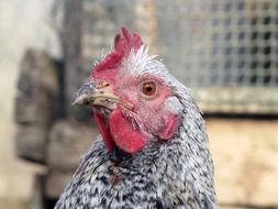domestic chicken