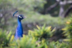 Photo of colorful peafowl bird