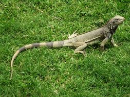 iguana on green grass