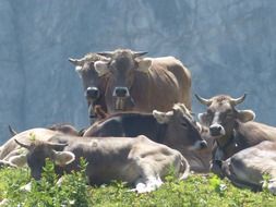 domestic cows resting in the pasture