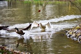wild geese in a spray of water on the lake