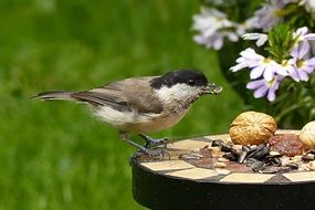 coal tit eating seeds