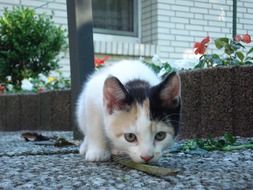 black and white kitten close up