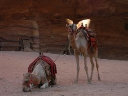 camels in the sand in the desert