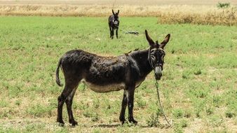 Picture of Donkey is on a field