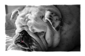 black and white photo of a sleeping bulldog