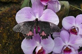 black butterfly on orchid