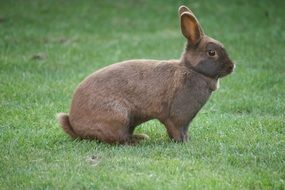 beautiful brown bunny