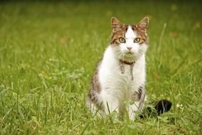 cat sits on green grass