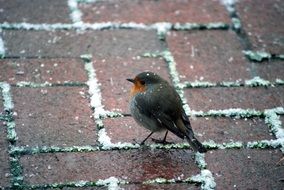 robin bird on the sidewalk in winter close up
