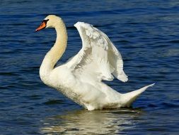 Swan reflected in the river