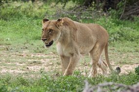 dangerous lioness in South Africa