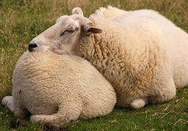 sheep lie on green grass