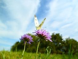 strikingly beautiful Butterfly