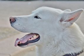 Dog Alaska Hoskies