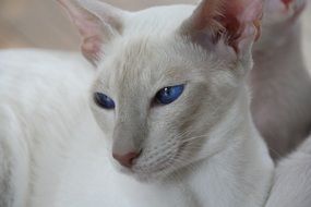 white siamese cat with blue eyes in the house