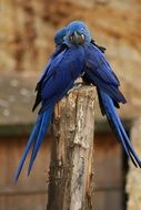 blue parrots on a tree trunk close-up on blurred background