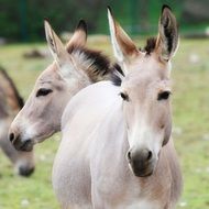 cute white donkeys