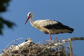 Stork Bird