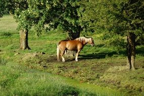 Horse near the trees