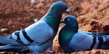 Pigeon Lovebirds