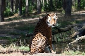 tiger at the sunlight in the green forest
