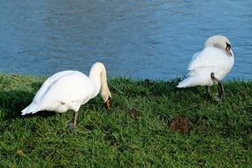 Swans Pride