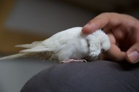 hand stroking a white parrot