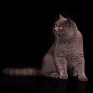 portrait of a British cat on the black background