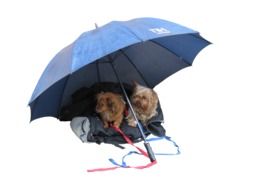 two little terriers under a blue umbrella