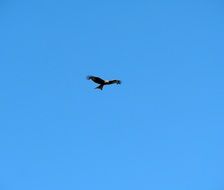 Kestrel Raptor Bird