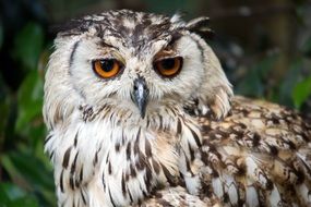 owl with yellow eyes on a background of bushes