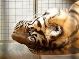 sumatran tiger in a cage